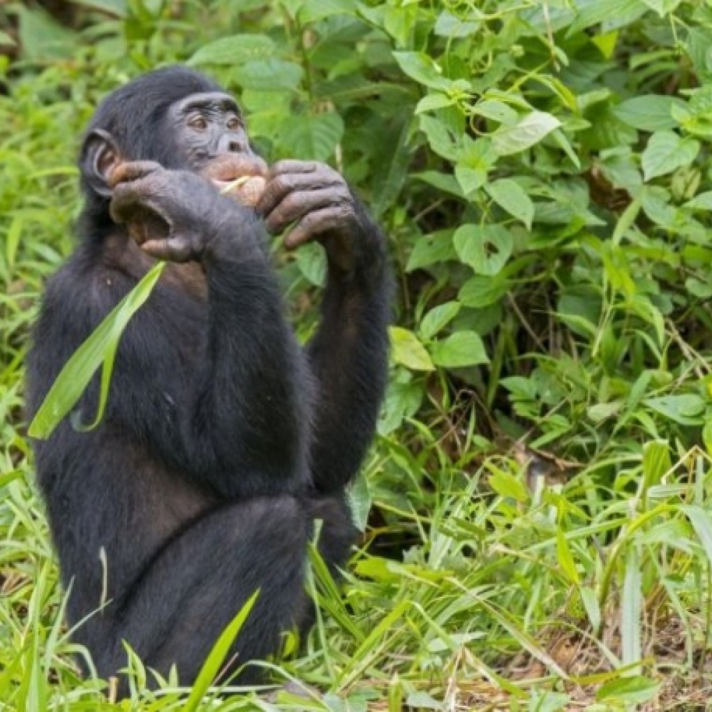 Une équipe belgo-congolaise découvre une nouvelle population de chimpanzés menacés en RDC