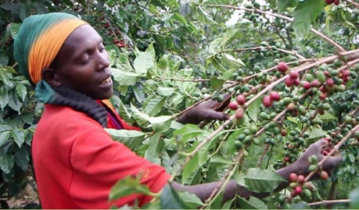 Le Rwanda augmente de 15 % le prix d’achat du café