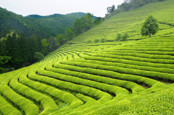 Rwanda : la production de thé en hausse, malgré le confinement [Business Africa]