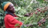 Burundi : la suspension de 4 institutions œuvrant dans la filière café pourrait être lourde de conséquences