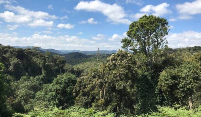Le Rwanda consulte UNESCO pour un appui technique concernant la préparation du dossier d’inscription du Parc national de Nyungwe sur la Liste du patrimoine mondia
