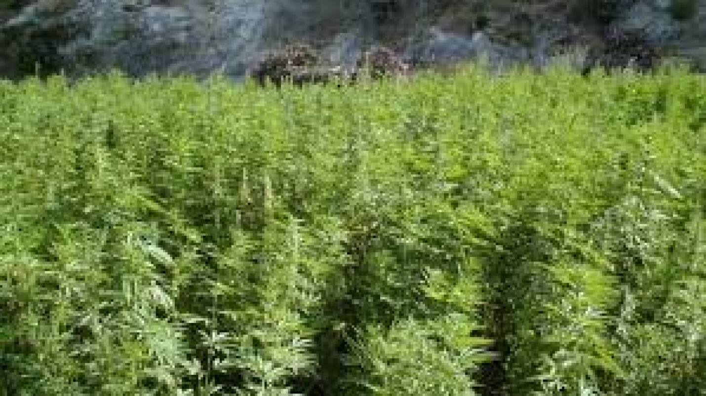 Le Rwanda se lance dans le commerce de cannabis...