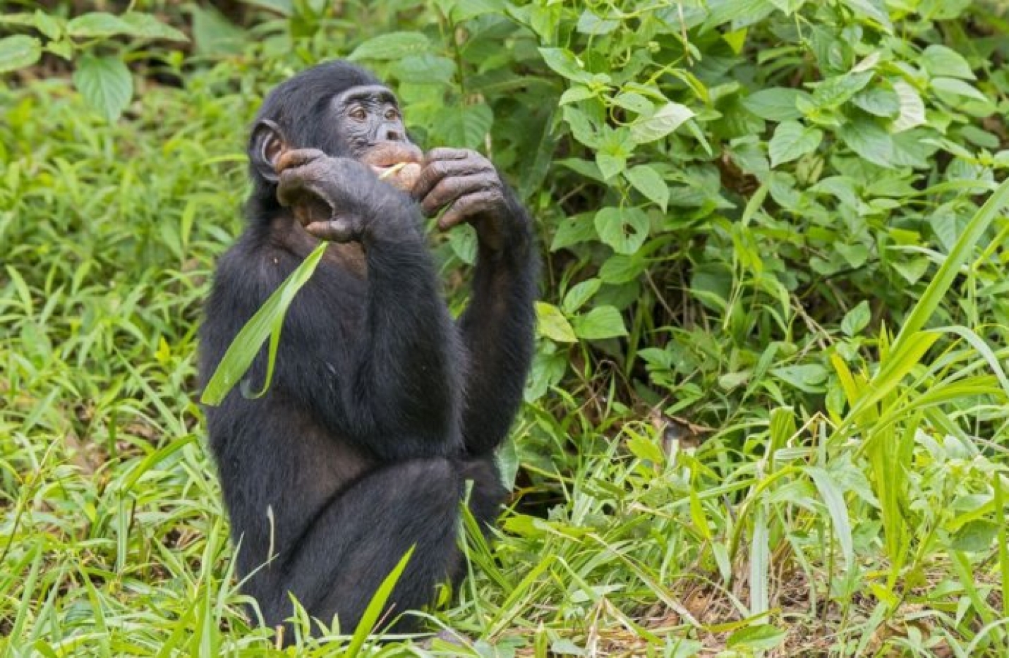 Une équipe belgo-congolaise découvre une nouvelle population de chimpanzés menacés en RDC