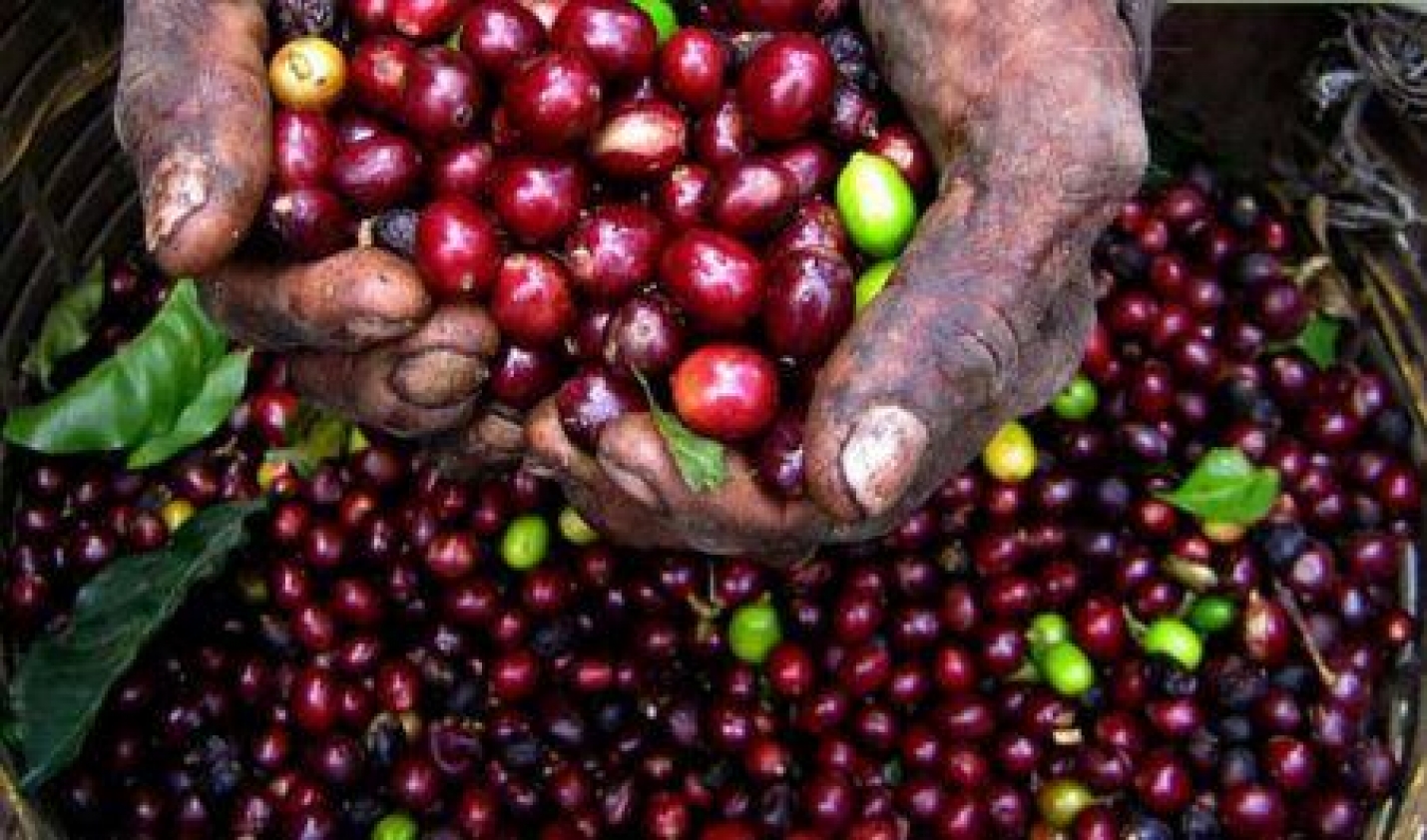 Le Rwanda rate ses objectifs d’exportation de café en 2019/2020