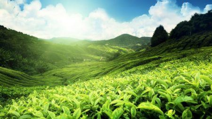 Rwanda : hausse de 12 % de la valeur des exportations de feuilles de thé à 93 millions $ en 2019/2020