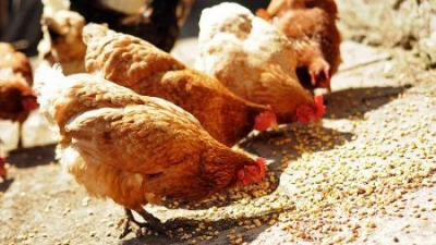 Rwanda : Uzima Chicken reçoit 3 millions $ d’AgDevCo pour étendre ses activités